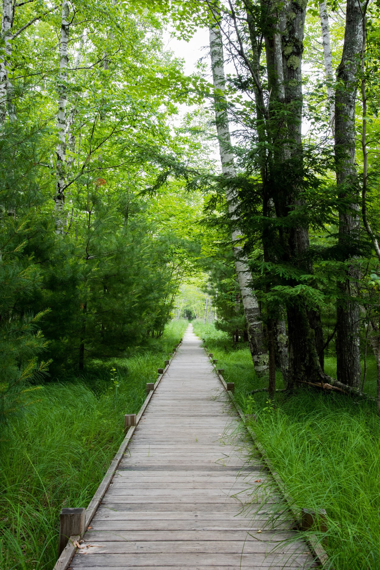Paysage d'une forêt avec un chemin en bois